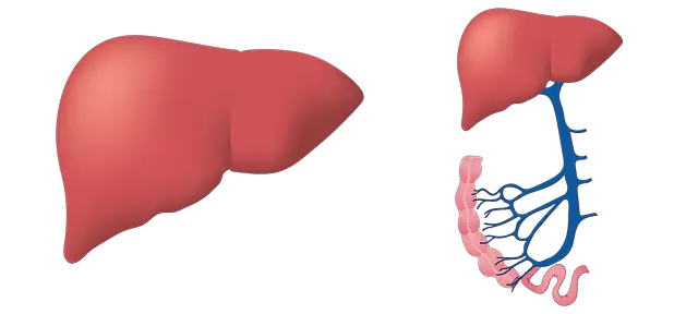 liver disease can also cause an increase in bnp levels